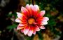 flower.JPG
