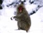 snowball_fight.jpg