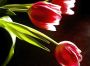 tulips.JPG